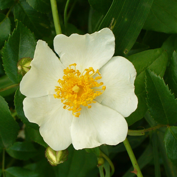 Rosa arvensis