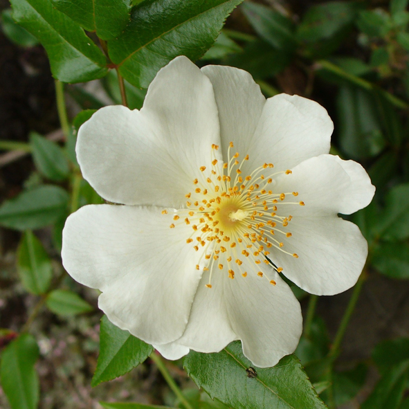 Rosa sempervirens