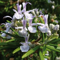 Rosmarinus officinalis