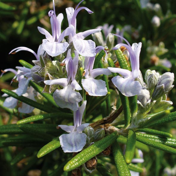 Rosmarinus officinalis