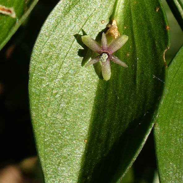 Ruscus aculeatus