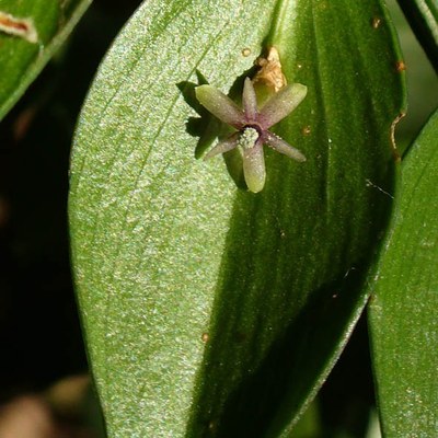 Ruscus aculeatus