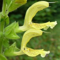 Salvia glutinosa