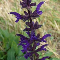 Salvia pratensis