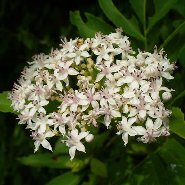 Sambucus ebulus