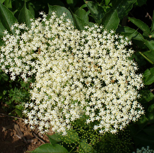 Sambucus nigra