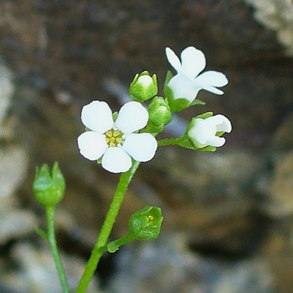 Samolus valerandi