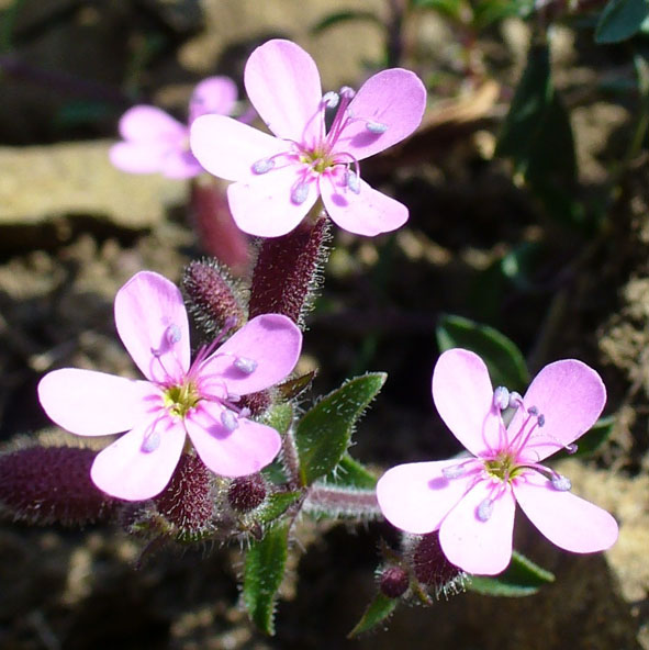 Saponaria ocymoides