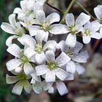 Saxifraga cochlearis