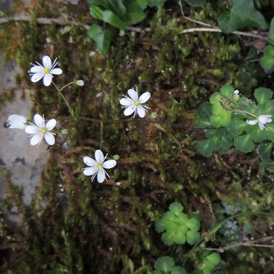 Saxifraga cuneifolia