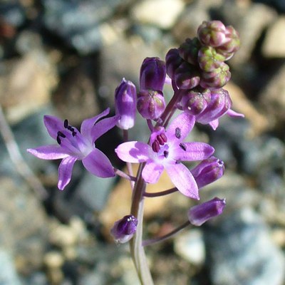 Scilla autumnalis