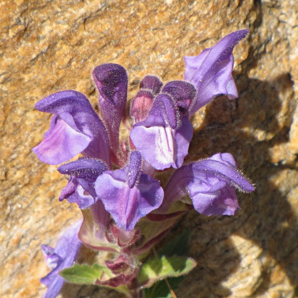 Scutellaria alpina - foto G. Fanciulli