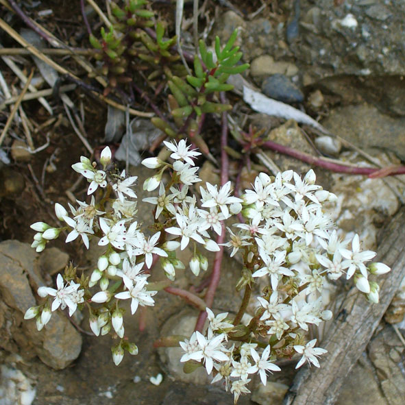 Sedum album