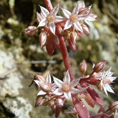 Sedum cepaea