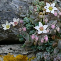 Sedum dasyphyllum