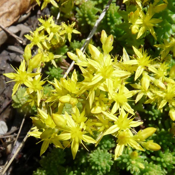 Sedum sexangulare