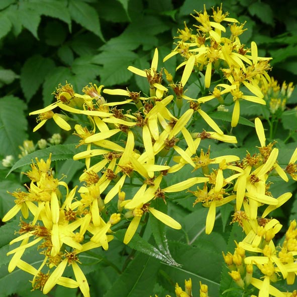 Senecio fuchsii