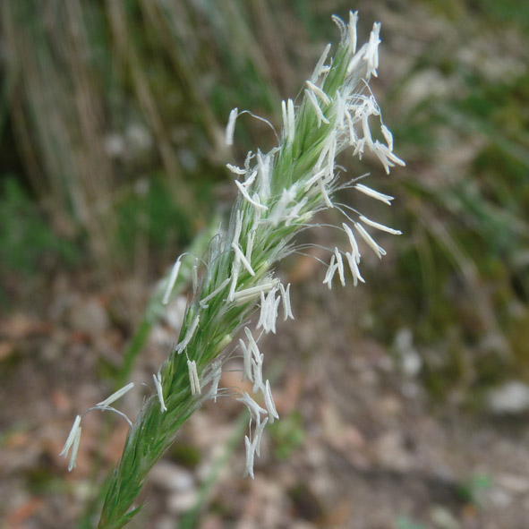 Sesleria autumnalis