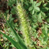 Setaria viridis