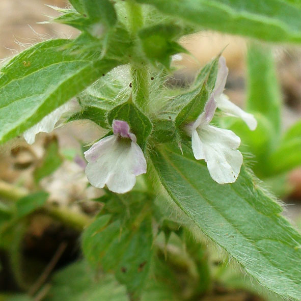 Sideritis romana