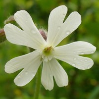 Silene alba fiore maschile