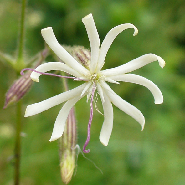 Silene nutans