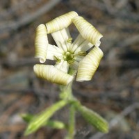 Silene paradoxa