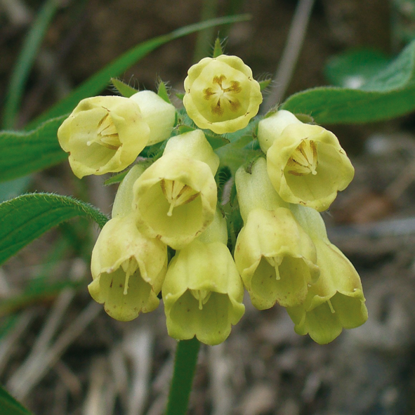 Simphytum tuberosum