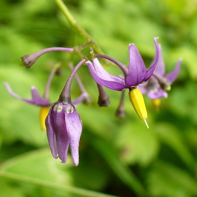 Solanum dulcamara