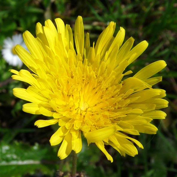 Sonchus asper