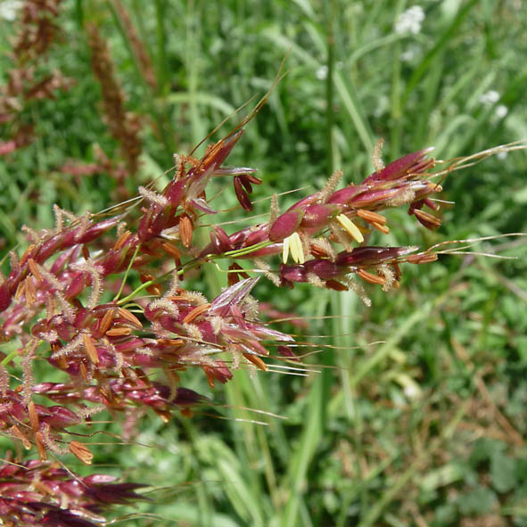 Sorghum halepense