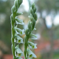 Spiranthes spiralis