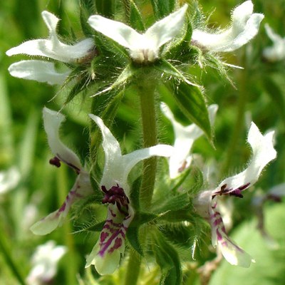 Stachys ocymastrum