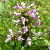 Stachys officinalis