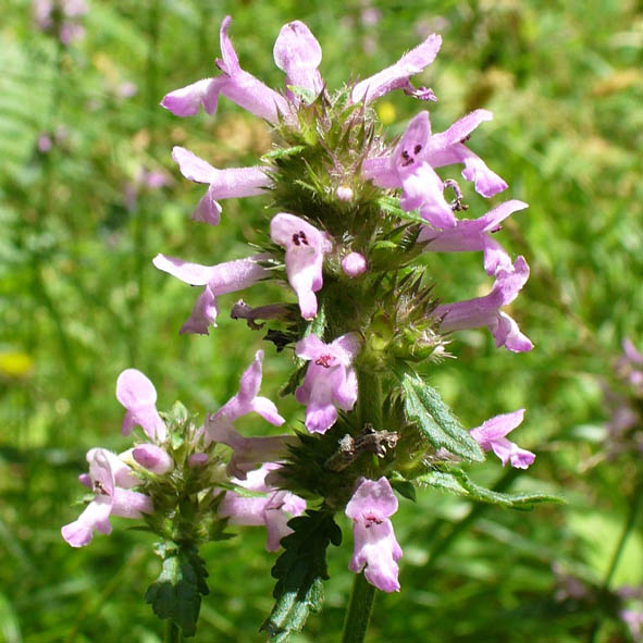 Stachys officinalis