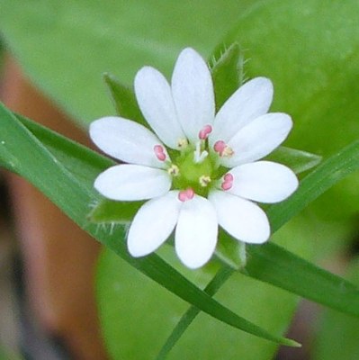 Stellaria media