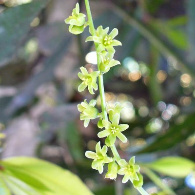 Tamus communis fiori maschili
