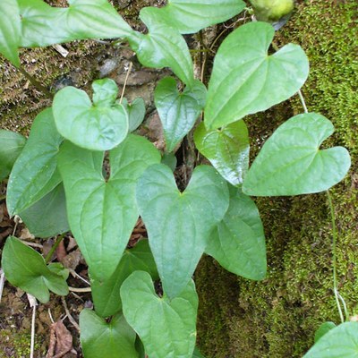 Tamus communis foglie