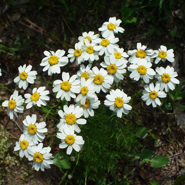 Tanacetum corymbosus