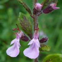 Teucrium chamaedrys