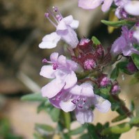 Thymus vulgaris