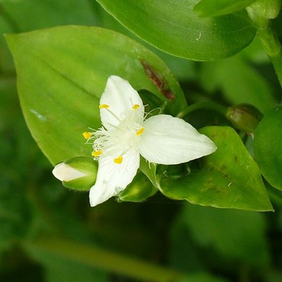 Tradescantia fluminensis