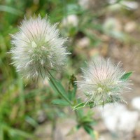 Trifolium arvense