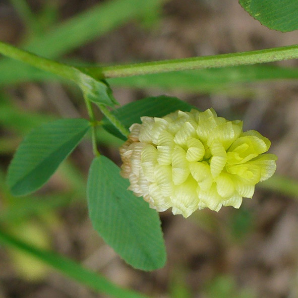 Trifolium campestre