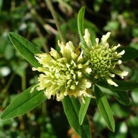 Trifolium ochroleucum