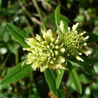 Trifolium ochroleucum