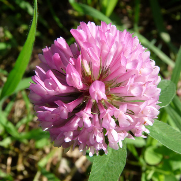 Trifolium pratense