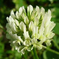 Trifolium repens