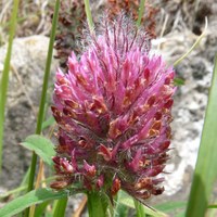 Trifolium rubens