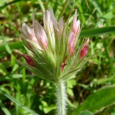 Trifolium stellatum